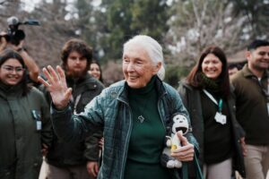 Morre Jane Goodall, a conservacionista que fez o mundo se apaixonar por chimpanzés