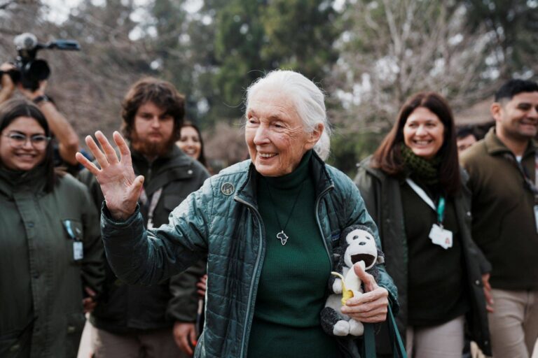 Morre Jane Goodall, a conservacionista que fez o mundo se apaixonar por chimpanzés