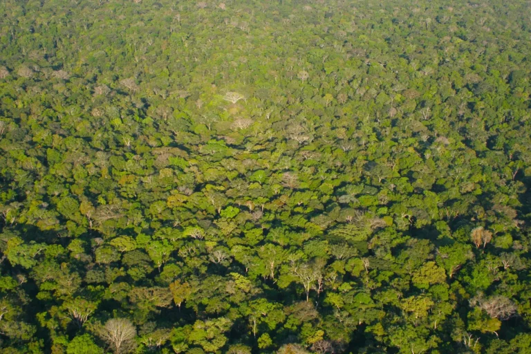 Proteger a Amazônia pode gerar US$ 784 bi ao Brasil