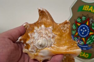 Quase mil conchas confiscadas do tráfico foram doadas a uma instituição de ensino