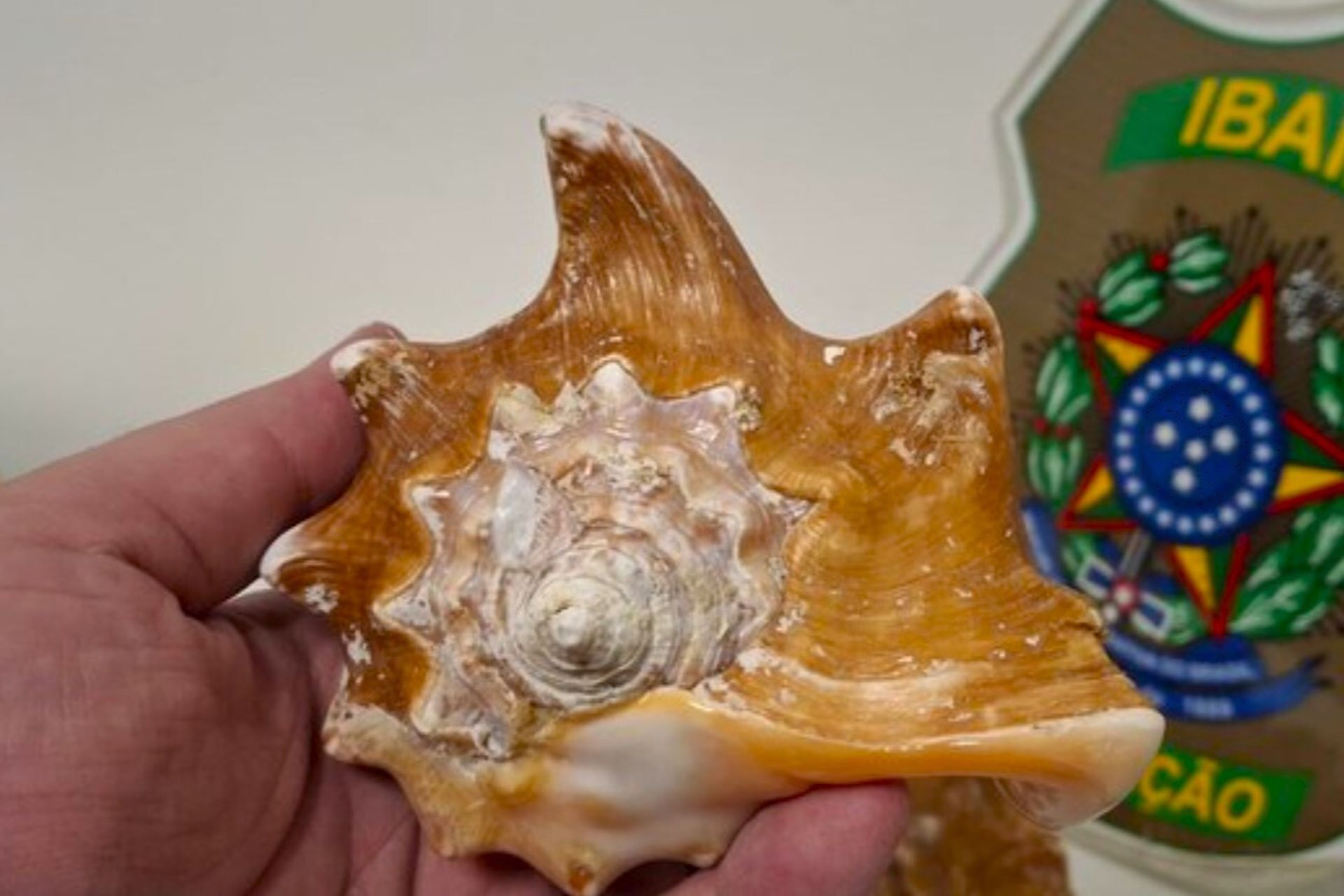 Quase mil conchas confiscadas do tráfico foram doadas a uma instituição de ensino