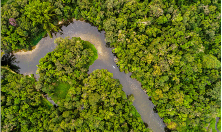 TFFF - A aposta do Brasil para salvar as florestas tropicais