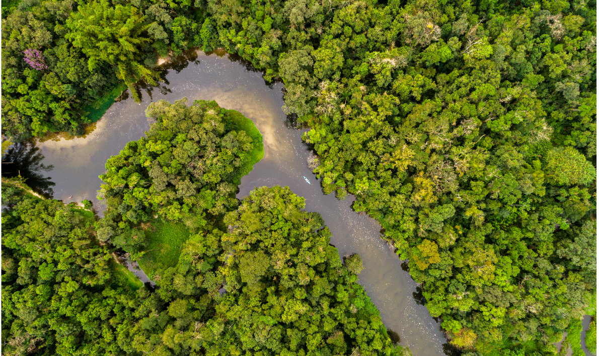TFFF – A aposta do Brasil para salvar as florestas tropicais