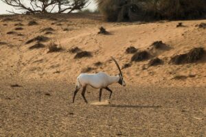 The other side of the United Arab Emirates and its efforts to conserve biodiversity