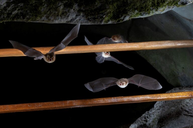 Bat gate: Pesquisadores iniciam testes de portão para conservação de morcegos