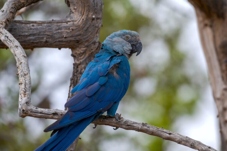 Cientista da USP explica métodos de testagem de ararinhas para circovírus