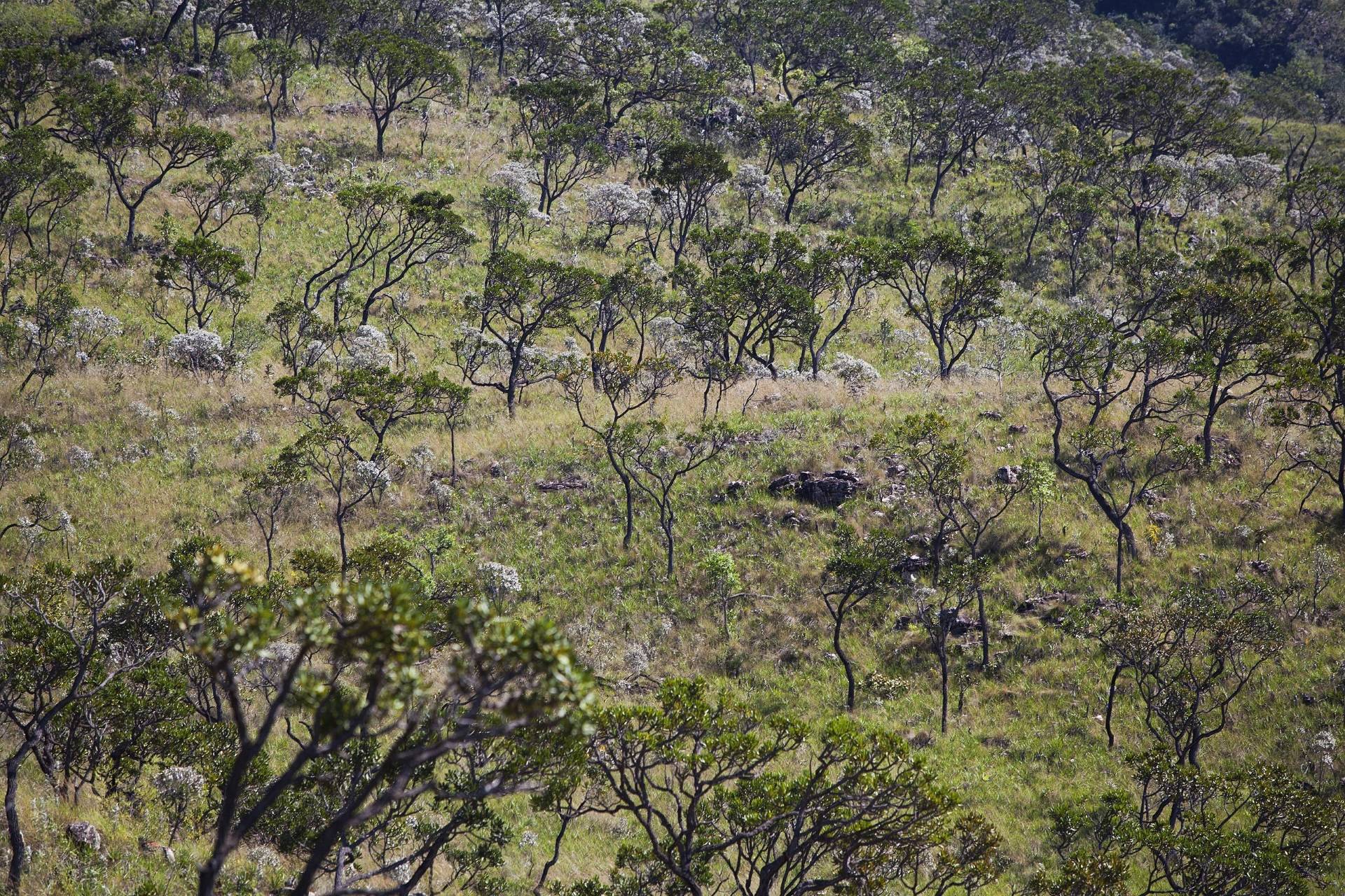Curtinhas da COP – Muito além das florestas