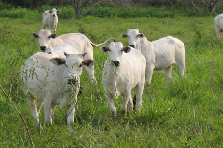 Emissões de metano continuam subindo no mundo, mostra estudo