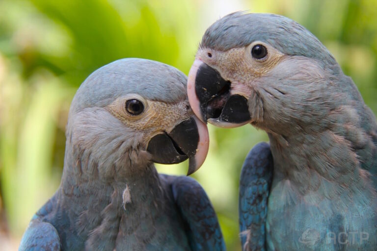 Governo quer saber origem do vírus que ameaça a volta das ararinhas à natureza