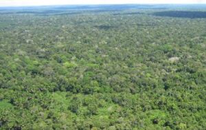 Justiça acata pedido do MPF e suspende projeto de carbono no Amazonas