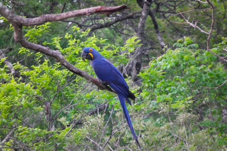 Lei da Devastação é retrocesso que ameaça a biodiversidade e o clima