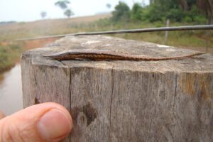 Pesquisadores descobrem menor espécie de peixe cascudo-graveto