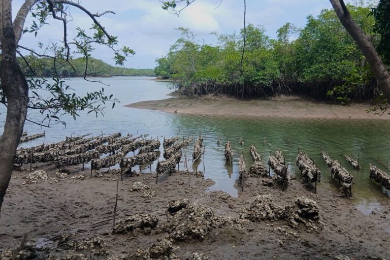 Saber tradicional e tecnologia ajudam extrativistas a enfrentar a crise do clima no Pará