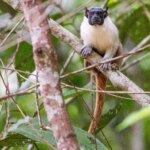 Amazonas é o estado brasileiro com maior número de primatas – veja o ranking!