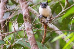 Amazonas é o estado brasileiro com maior número de primatas – veja o ranking!