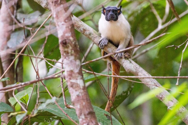 Amazonas é o estado brasileiro com maior número de primatas – veja o ranking!