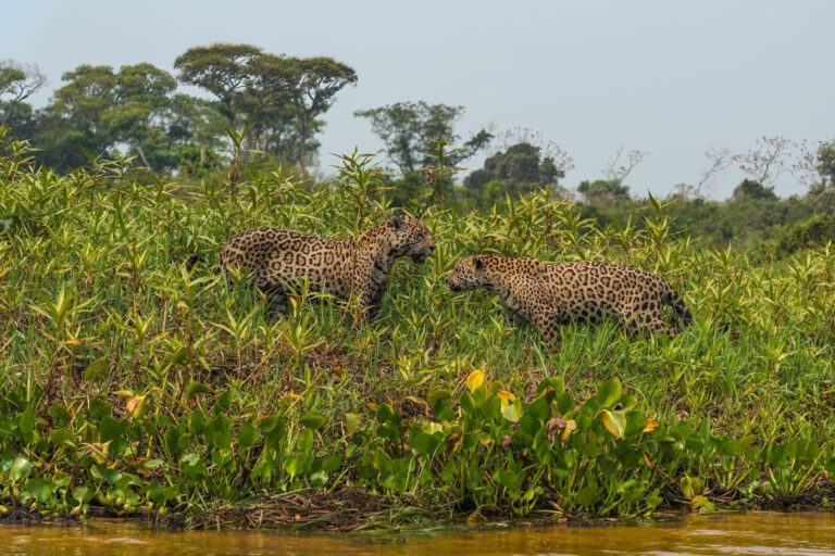 Começa a ganhar forma uma nova frente contra o tráfico de espécies no Brasil