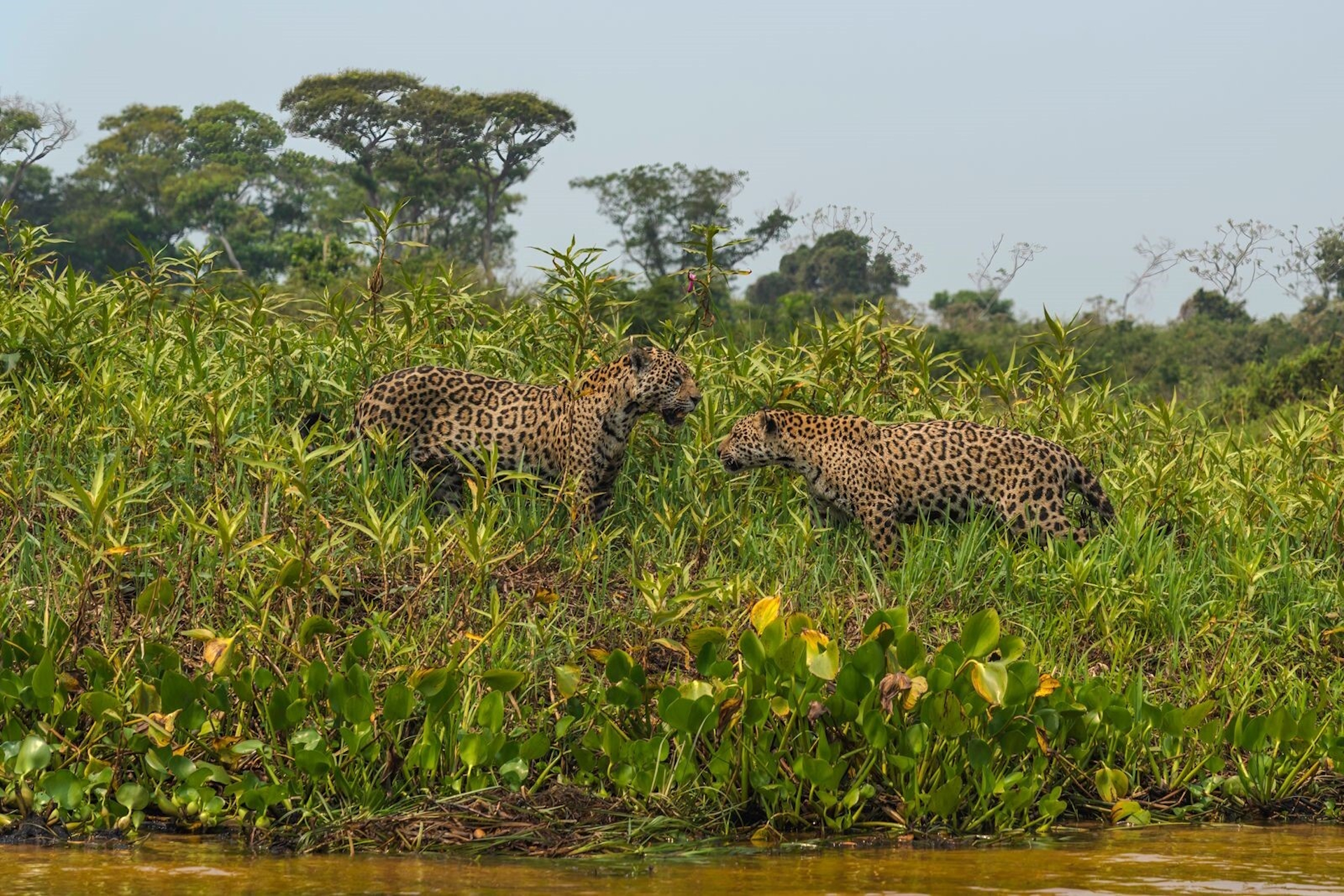 Começa a ganhar forma uma nova frente contra o tráfico de espécies no Brasil