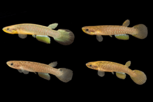 Duas espécies de peixes das nuvens são descobertas no litoral de São Paulo