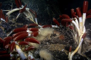 Está para começar um novo jogo global da gestão oceânica