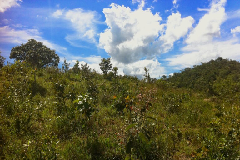 Instituto mira na proteção do Cerrado, um dos biomas mais ameaçados do país