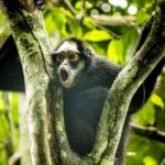 Macaco-aranha-da-cara-branca é destaque de pesquisa e turismo no Cristalino