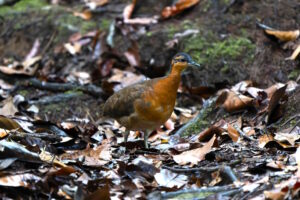 No isolamento da floresta, um canto poderoso revelou uma nova espécie