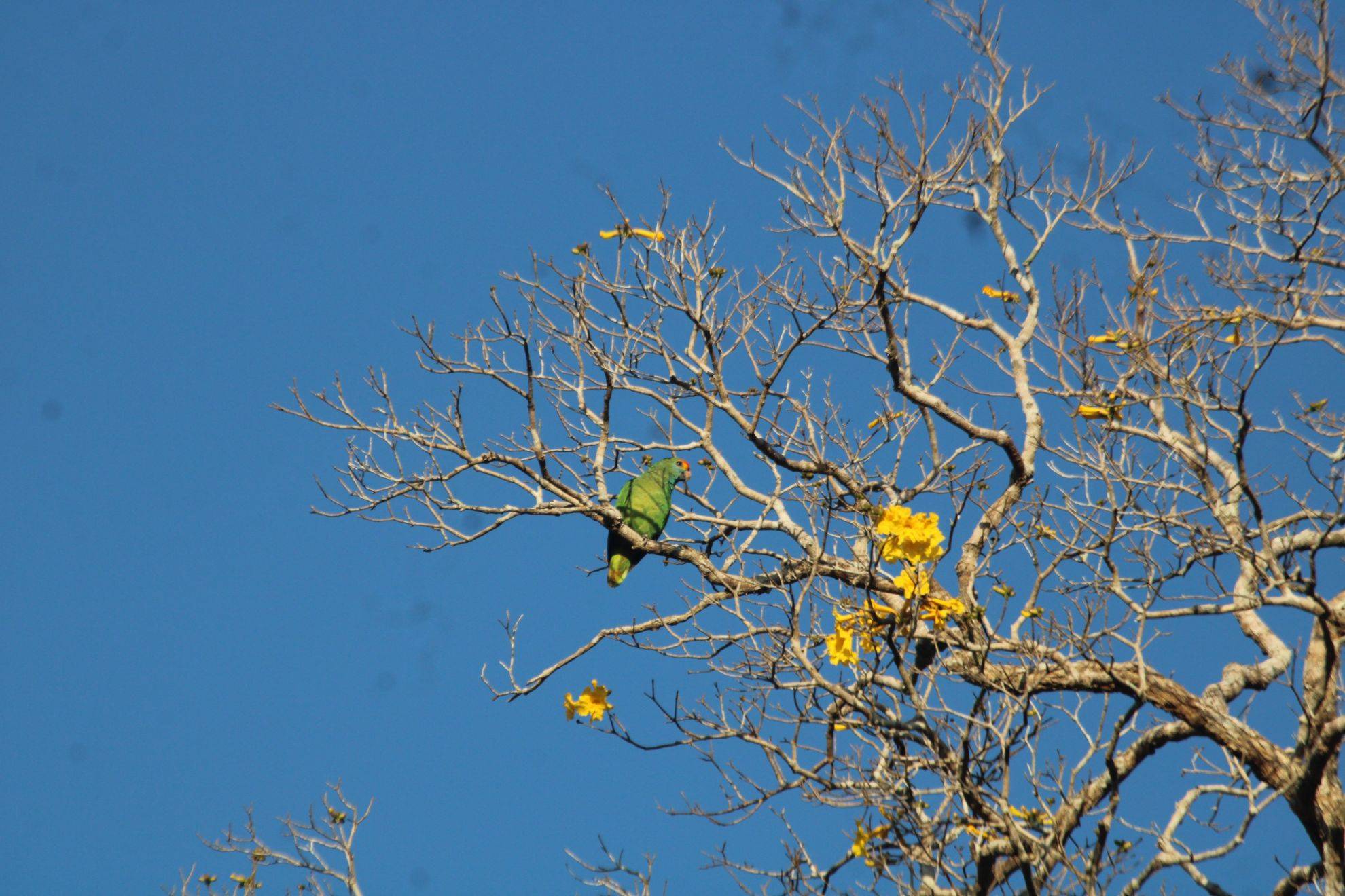 “Papagaio cientista”: monitoramento da ave revela nova população de ipês raros