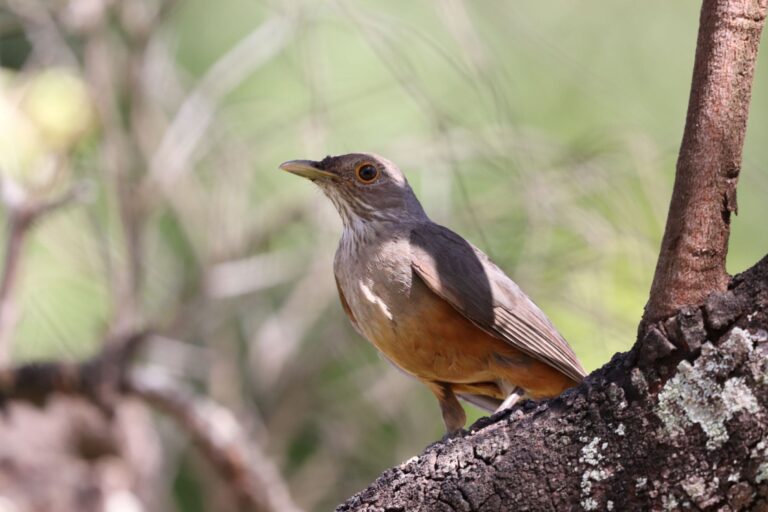 Passarinho… que som é esse? Uma história de como os pássaros cantam