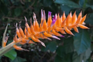 Pesquisadores do Jardim Botânico descobrem nova espécie de bromélia