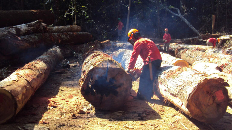 Questão florestal na Amazônia: a luta pela efetivação de uma política pública