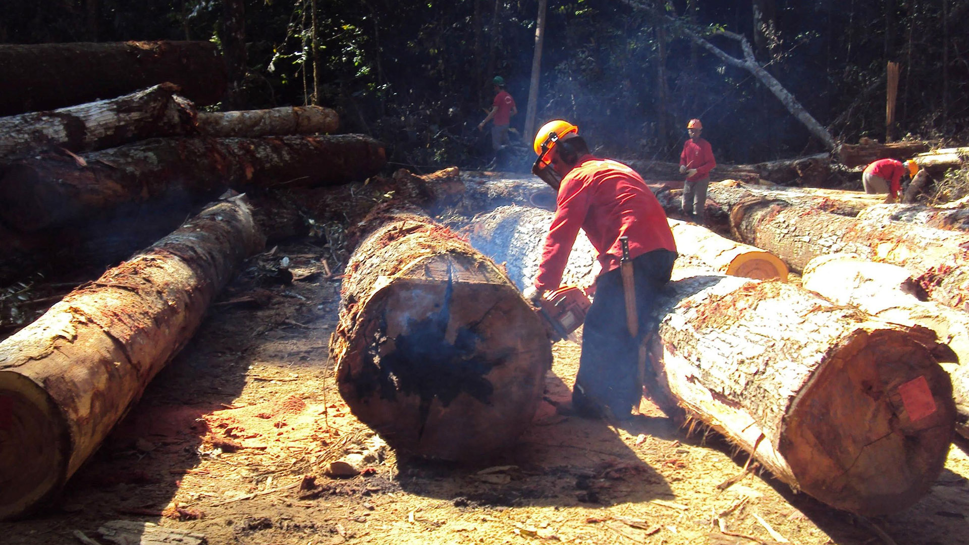 Questão florestal na Amazônia: a luta pela efetivação de uma política pública