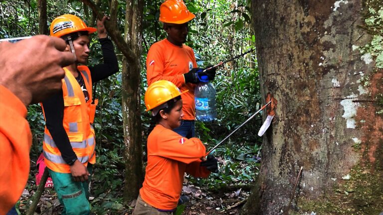 Questão florestal na Amazônia: antecedentes e atualizações sobre a PEMFCF
