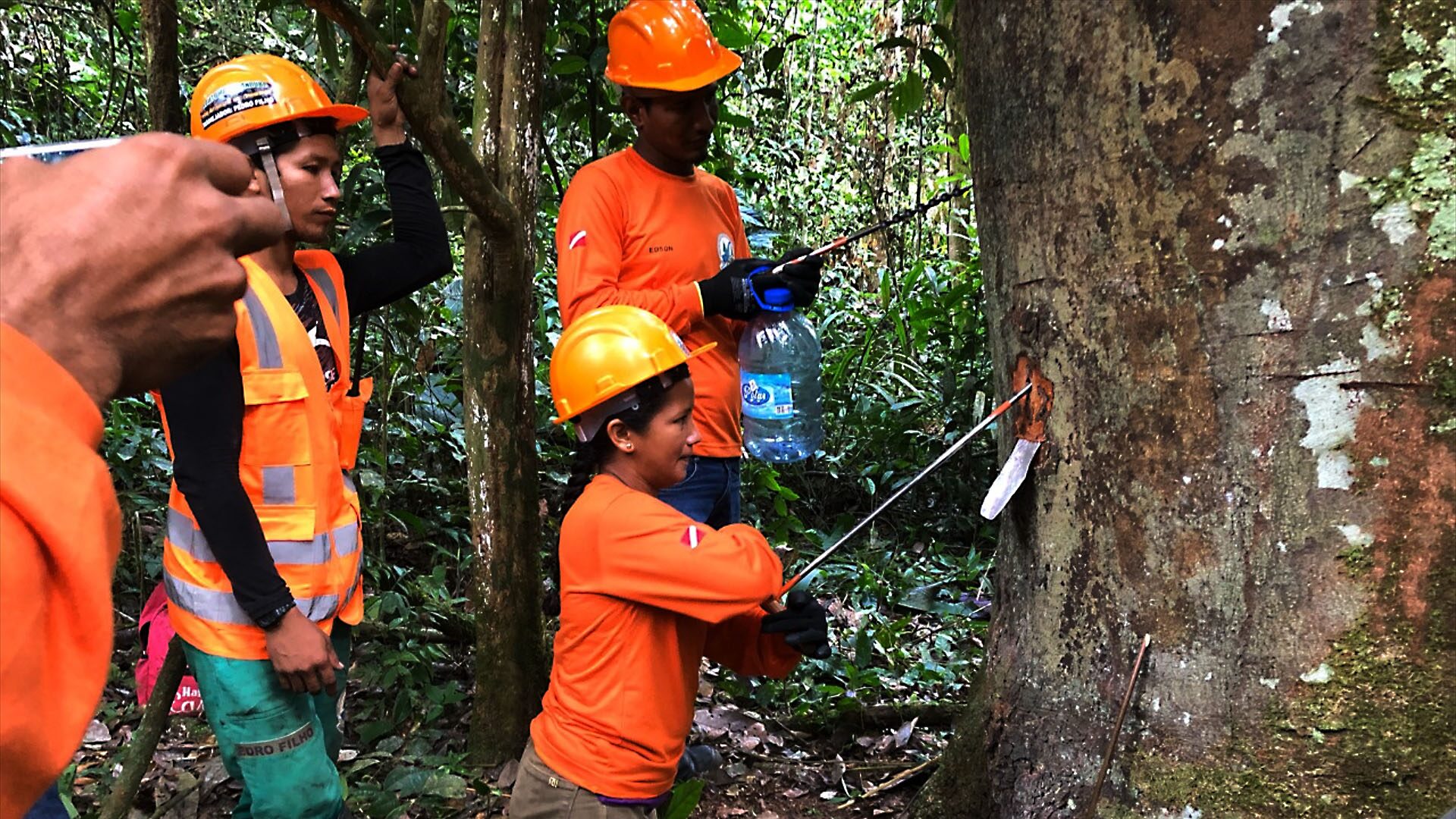 Questão florestal na Amazônia: antecedentes  e atualizações sobre a PEMFCF