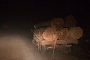 Setor madeireiro do Amazonas cresce à sombra do desmatamento ilegal 