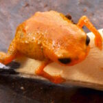 Um novo sapinho aquece debates para criação de parque nacional