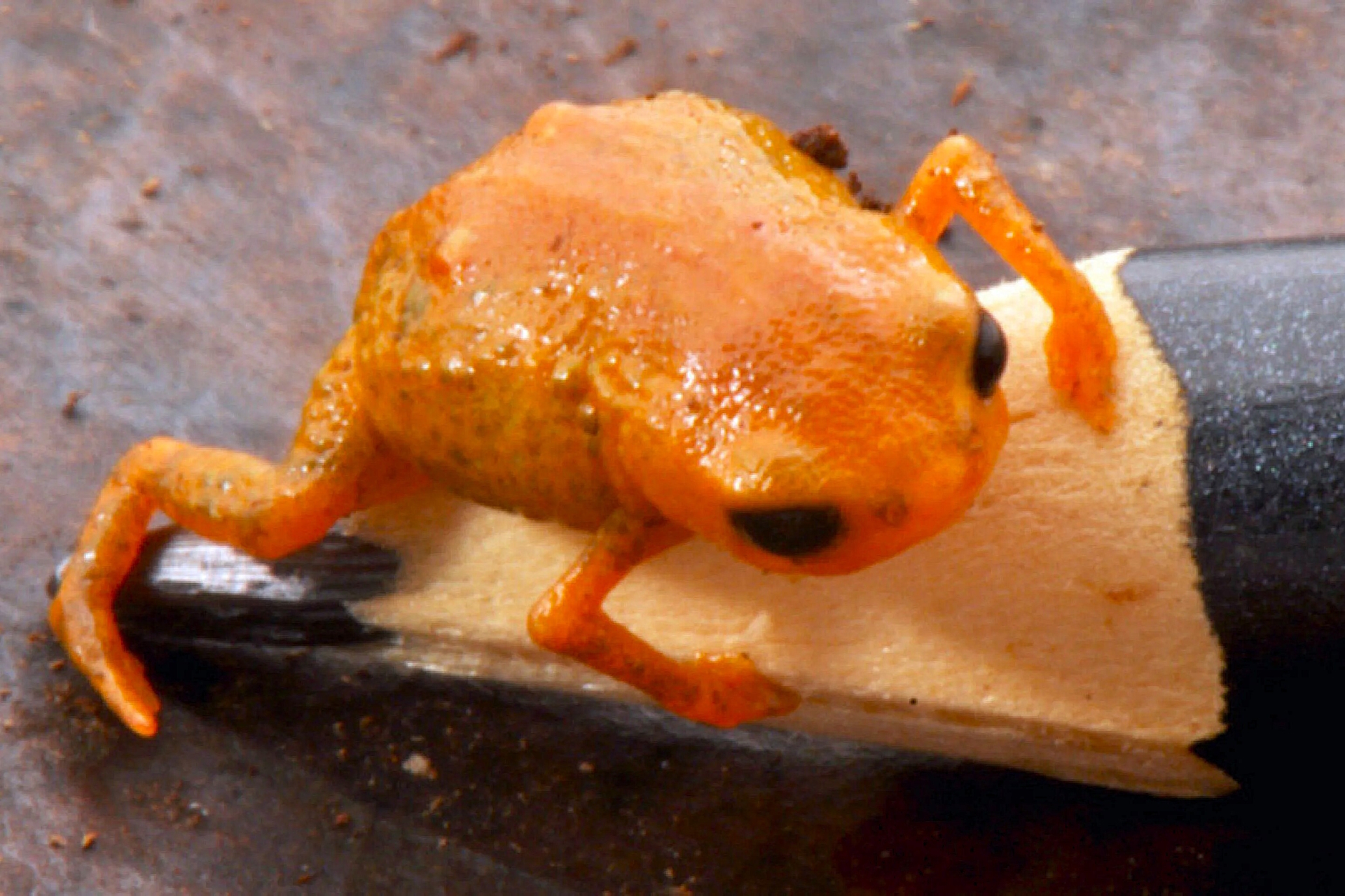 Um novo sapinho aquece debates para criação de parque nacional