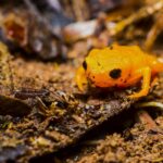 Um plano para tornar a diversidade biológica uma prioridade nacional