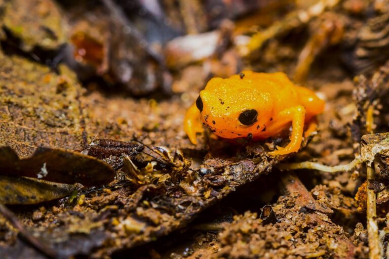 Um plano para tornar a diversidade biológica uma prioridade nacional