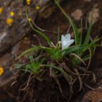 Uma nova e rara espécie de bromélia que pode estar condenada pela mineração