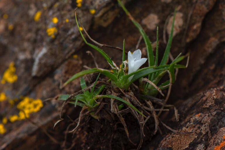 Uma nova e rara espécie de bromélia que pode estar condenada pela mineração