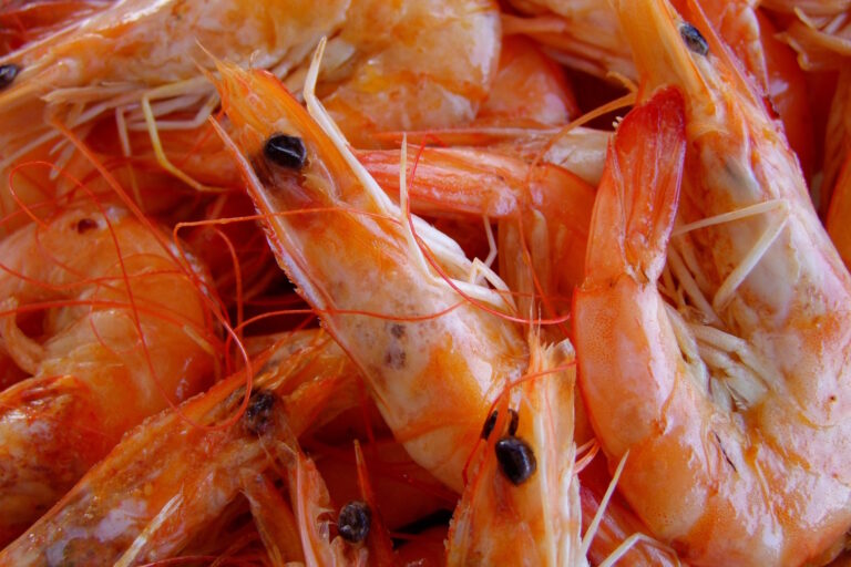 Após pressão da pesca de camarão, governo adia para 2027 entrada em vigor do PREPS