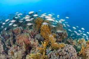 As florestas que não podem ficar de fora das metas de 2026