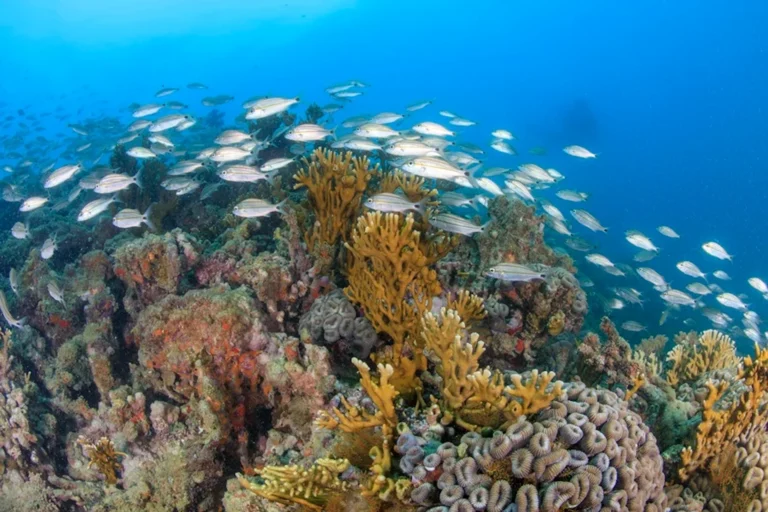 As florestas que não podem ficar de fora das metas de 2026