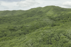 Conheça as cinco novas unidades de conservação do Ceará