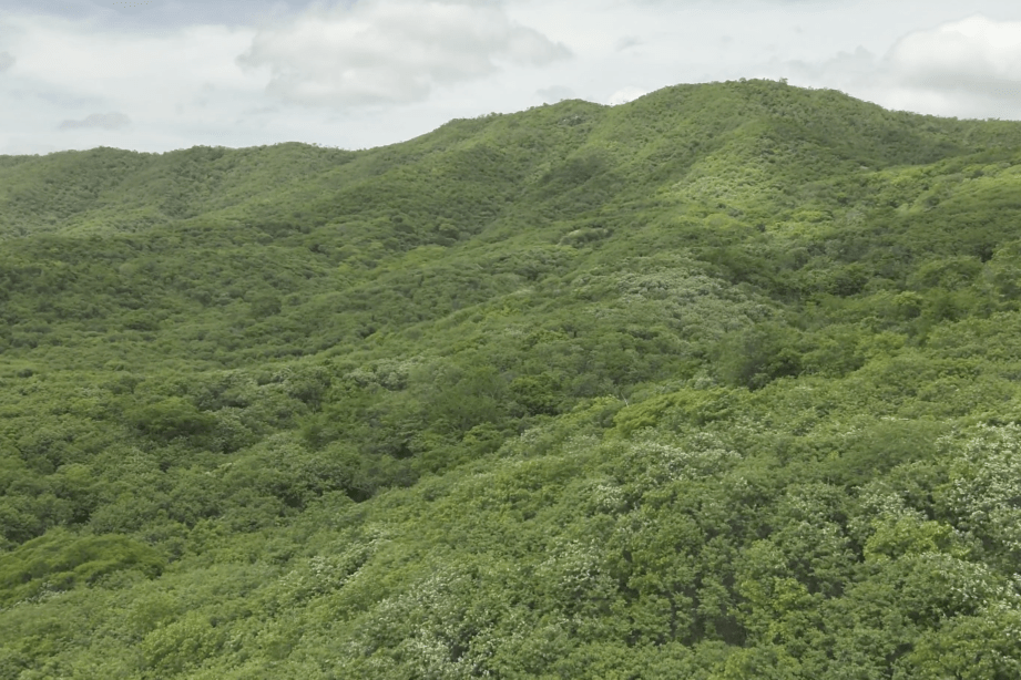 Conheça as cinco novas unidades de conservação do Ceará