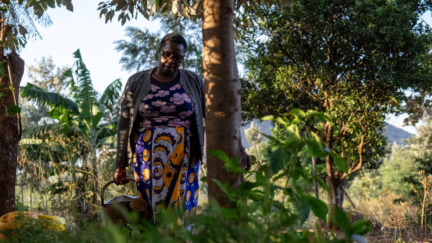 Crédito de carbono para florestas: – 4. Cobenefícios sociais e de biodiversidade