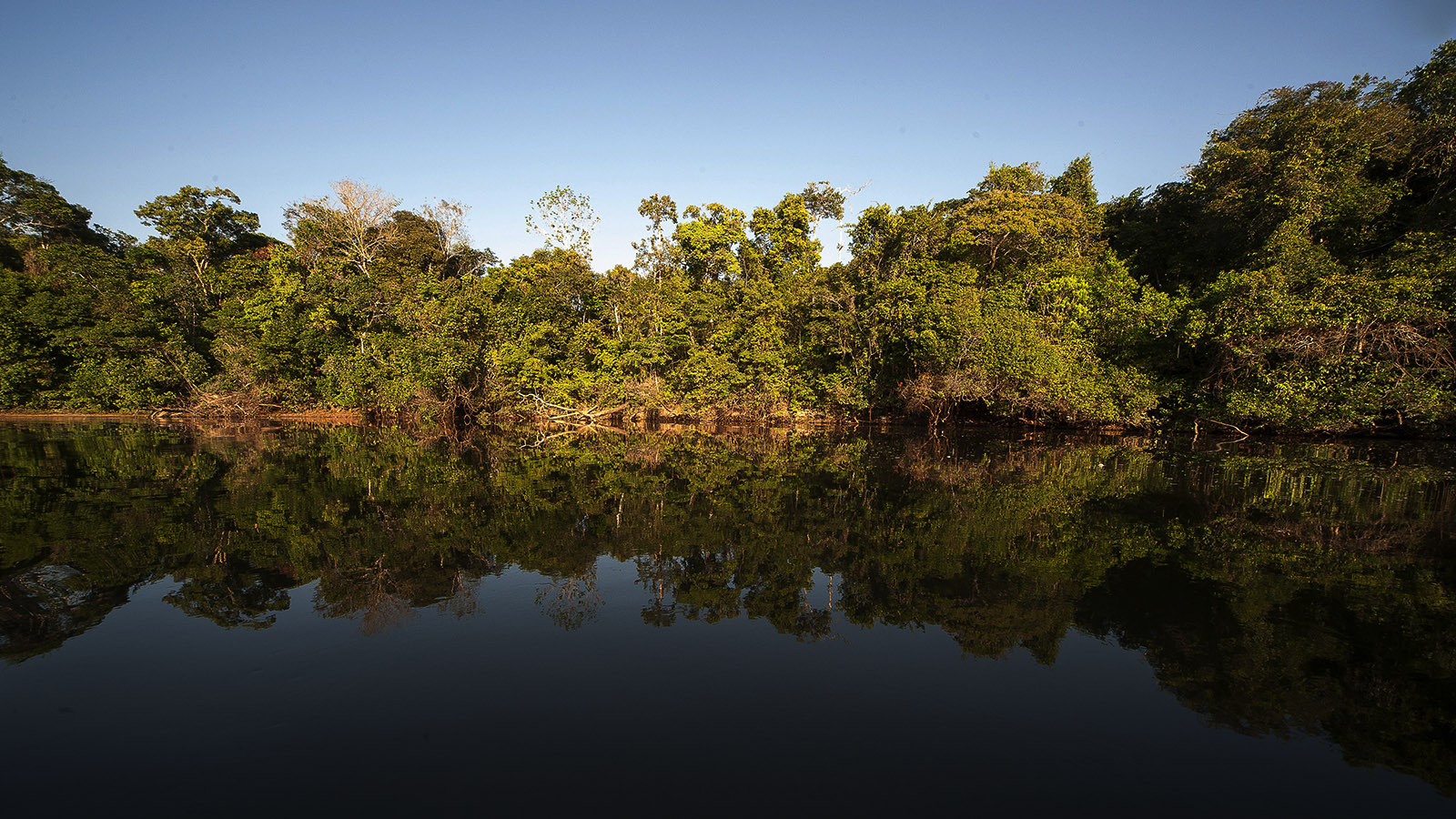 Crédito de carbono para florestas: – 5. Conflitos de interesse