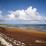 Fórum do Mar Patagônico cobra protagonismo regional na implementação do tratado do alto-mar