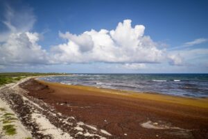 Fórum do Mar Patagônico cobra protagonismo regional na implementação do tratado do alto-mar
